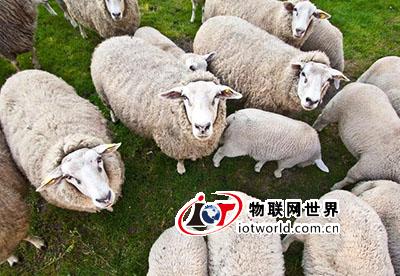 物联网连绵羊也不放过 英国人养了一群iSheep 物联网世界网