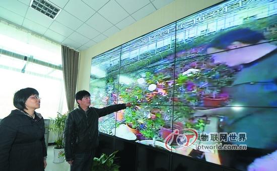 农技人员对茶花园进行远程会诊。