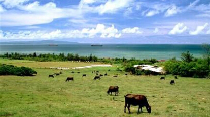 物联网技术让养牛简单化，物联网世界网