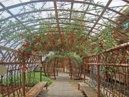 番茄联合国的智慧农业之道 用“农场云”轻松种菜