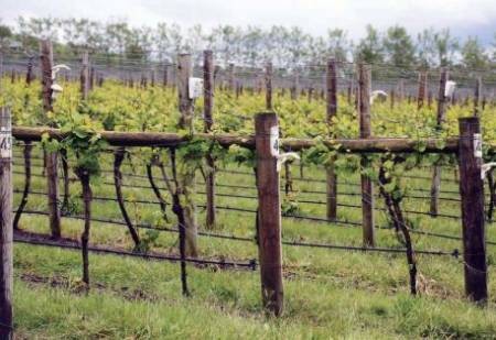 智慧农业将让农民消失 美国七成农场“触网”