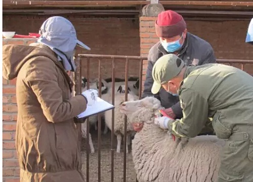 　　近日，赤峰市农牧科学研究院畜牧研究所与赤峰世福商贸有限责任公司联合开展“天边牧场”放牧肉羊认领项目落户幸福之路苏木查干勿苏嘎查古鲁满汗昭乌达肉羊养殖合作社，已完成施工进入试运行。
