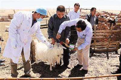 内蒙古阿拉善白绒山羊植入电子耳标