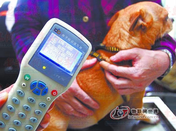 济南当地工作人员用一次性注射器为一条金毛犬植入电子芯片(资料图片)。