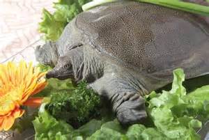 注射式RFID电子标签技术首次成功应用于龟鳖类身份识别