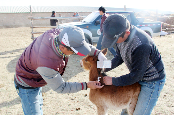 新疆巴州马匹有了RFID电子身份证