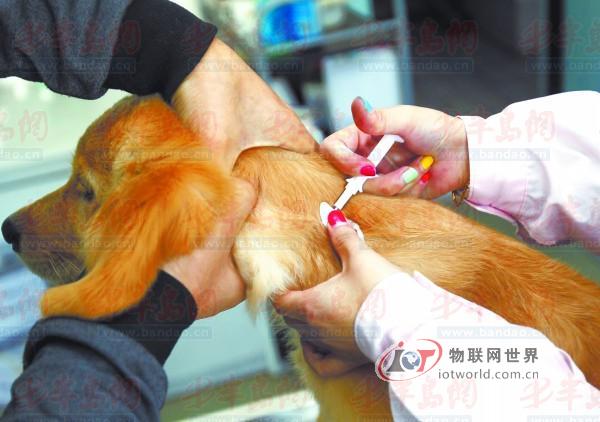 济南当地工作人员用一次性注射器为一条金毛犬植入电子芯片(资料图片)。