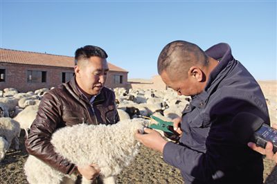 苏尼特左旗计划15万只羊加入追溯体系