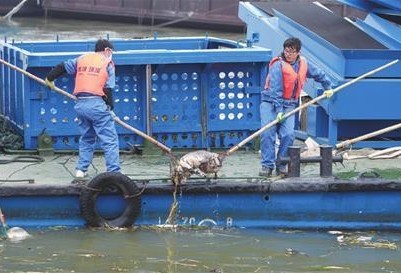 黄浦江现千头死猪 RFID如何降低死猪肉流通