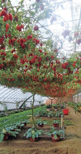 番茄联合国的智慧农业之道 用“农场云”轻松种菜