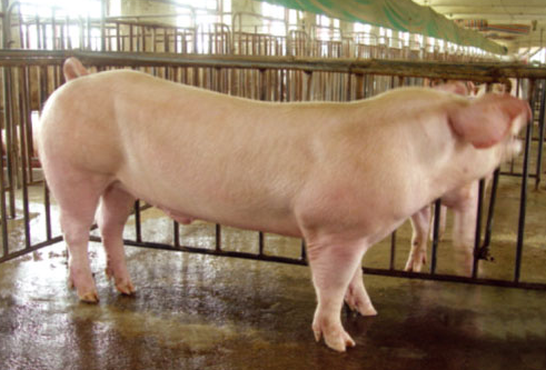 厦门种猪公司使用物联网技术，增产达150% 