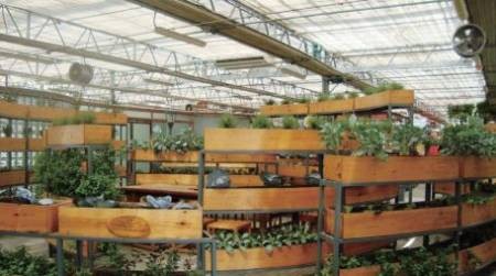 番茄联合国的智慧农业之道 用“农场云”轻松种菜