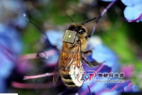科学家在蜜蜂背上植入RFID芯片 或揭开蜂群衰竭之谜--物联网世界网