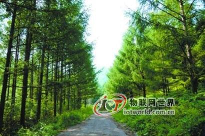 智慧林业引领生态经济 2020年总产值奔10万亿